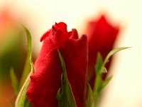 Blumen