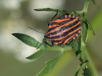 Käfer