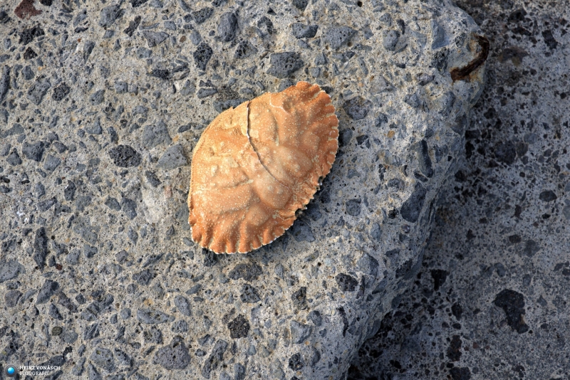 Azoren_202409_0014 Azoren_202409_0014