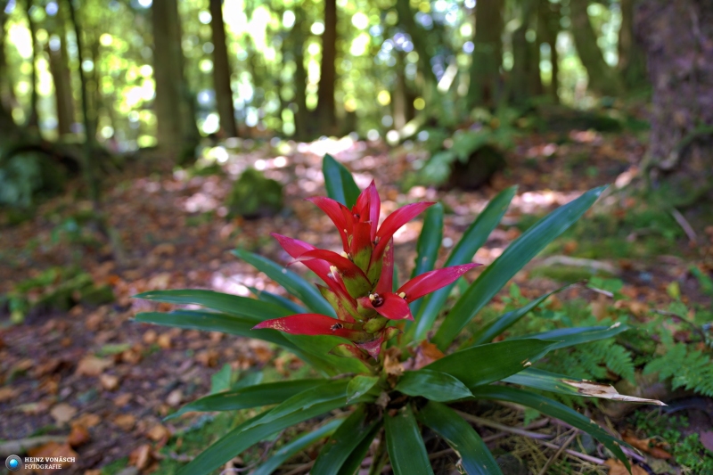 Azoren_202409_0036 Azoren_202409_0036
