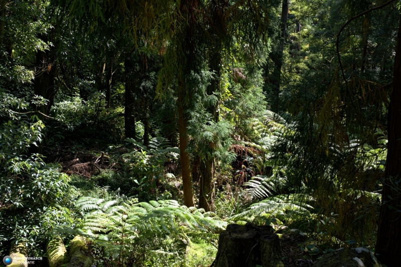 Azoren_202409_0038 Azoren_202409_0038