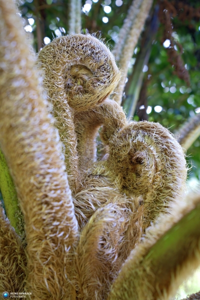 Azoren_202409_0068 Azoren_202409_0068