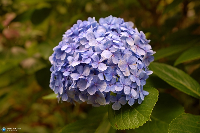 Azoren_202409_0076 Azoren_202409_0076