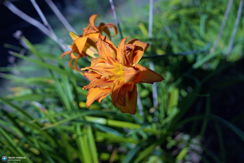 Azoren_202409_0137 Azoren_202409_0137