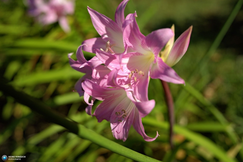 Azoren_202409_0138 Azoren_202409_0138