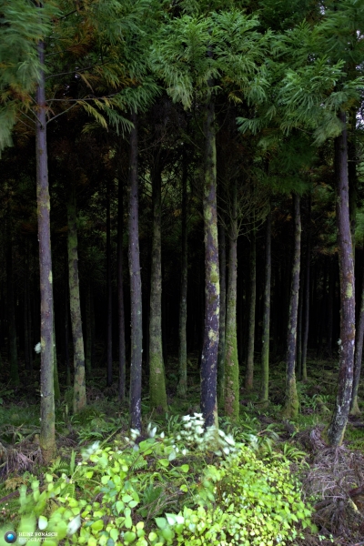 Azoren_202409_0171 Azoren_202409_0171