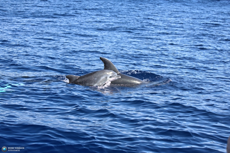 Azoren_202409_0191 Azoren_202409_0191