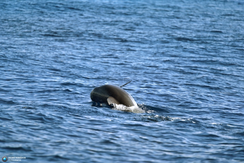 Azoren_202409_0197 Azoren_202409_0197