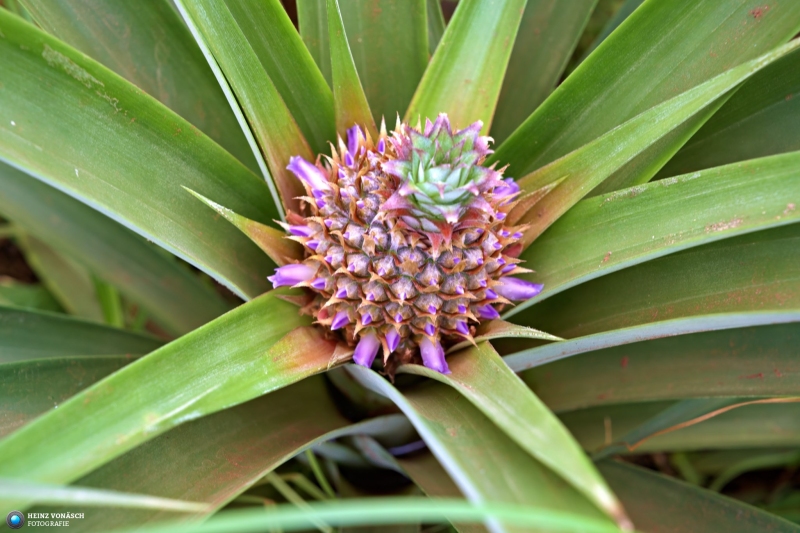 Azoren_202409_0293 Azoren_202409_0293