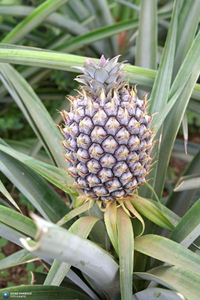 Azoren_202409_0303 Azoren_202409_0303