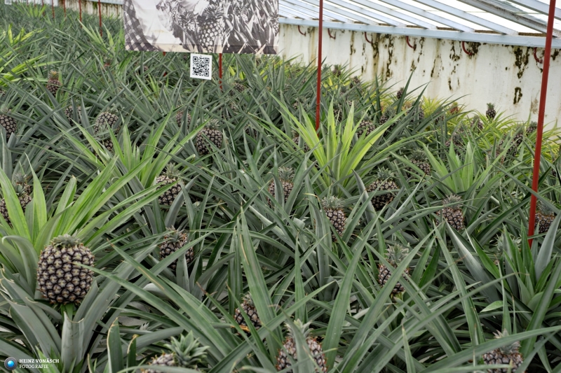 Azoren_202409_0307 Azoren_202409_0307