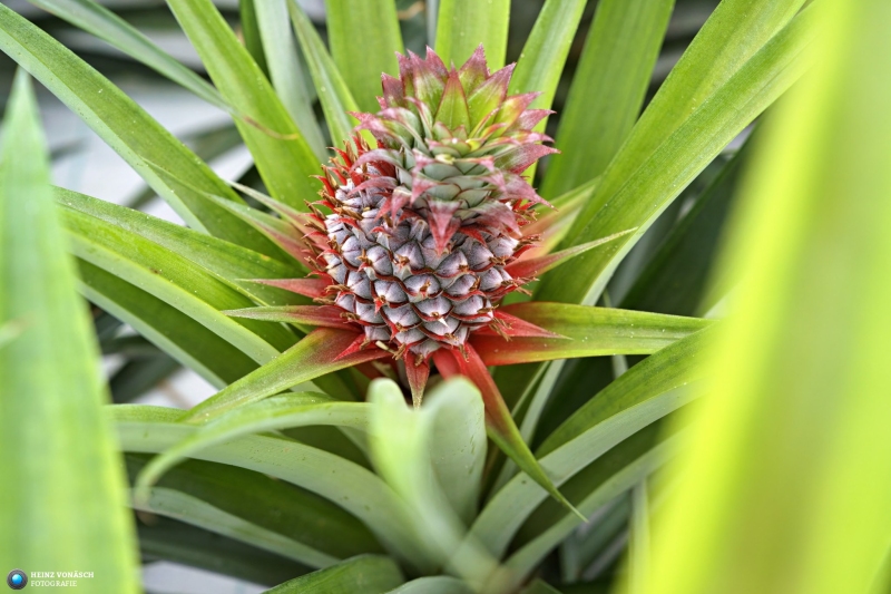 Azoren_202409_0309 Azoren_202409_0309