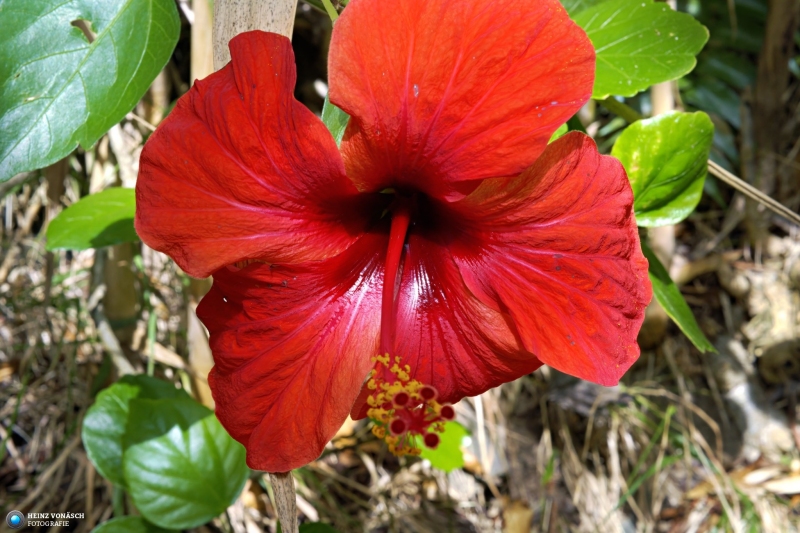 Azoren_202409_0345 Azoren_202409_0345