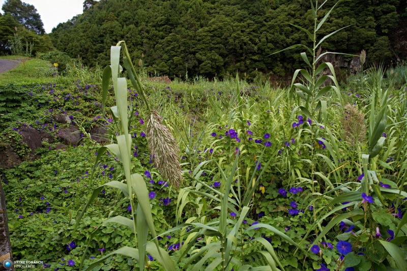 Azoren_202409_0353 Azoren_202409_0353