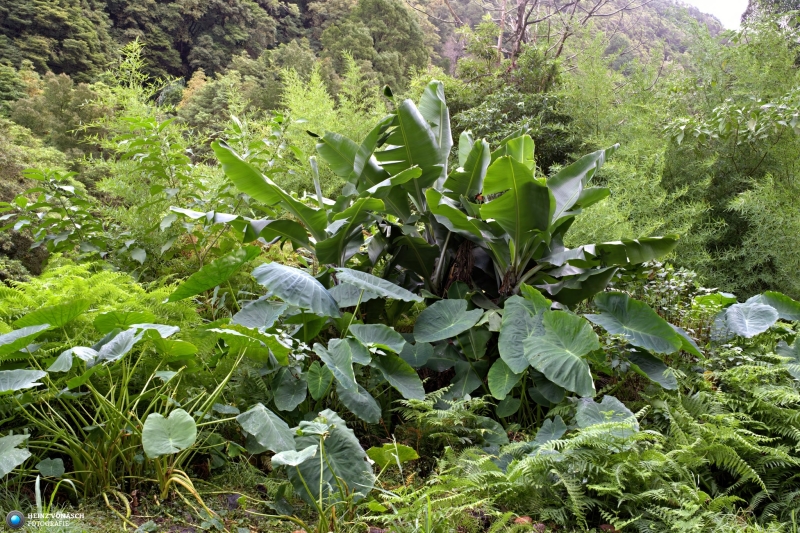 Azoren_202409_0451 Azoren_202409_0451