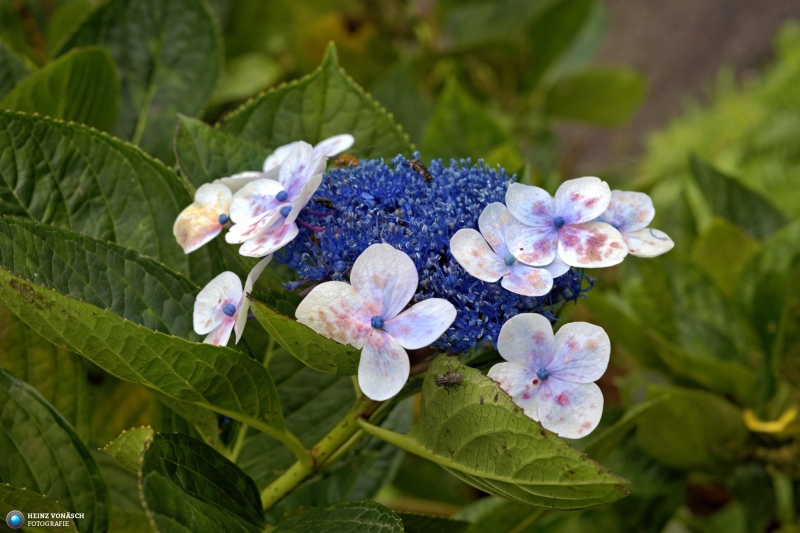 Azoren_202409_0640 Azoren_202409_0640