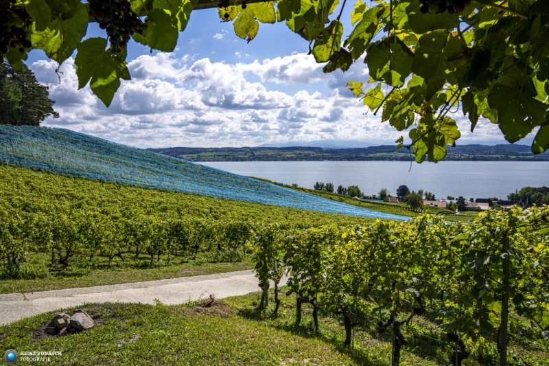 Murtensee  beim Mont Vully 4