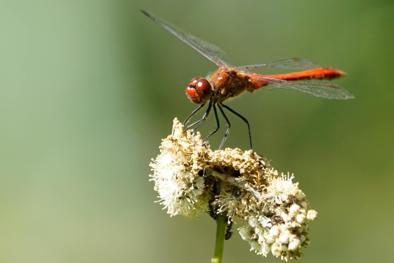 Libelle Libelle