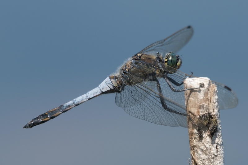 Libelle Libelle