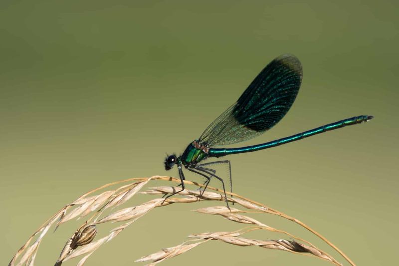 Libelle Libelle