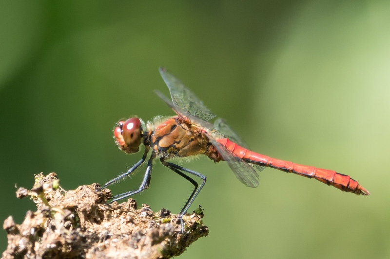 Libelle Libelle