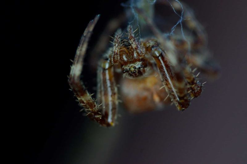 Spinne Spinne
