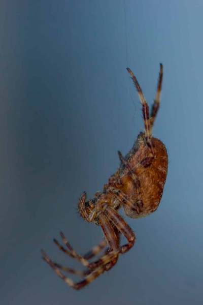 Spinne Spinne