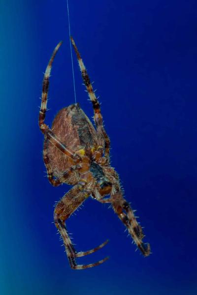 Spinne Spinne