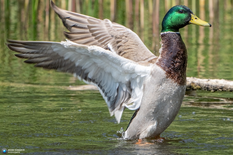 Ente Ente