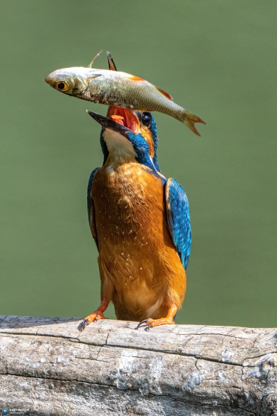 Eisvogel Eisvogel