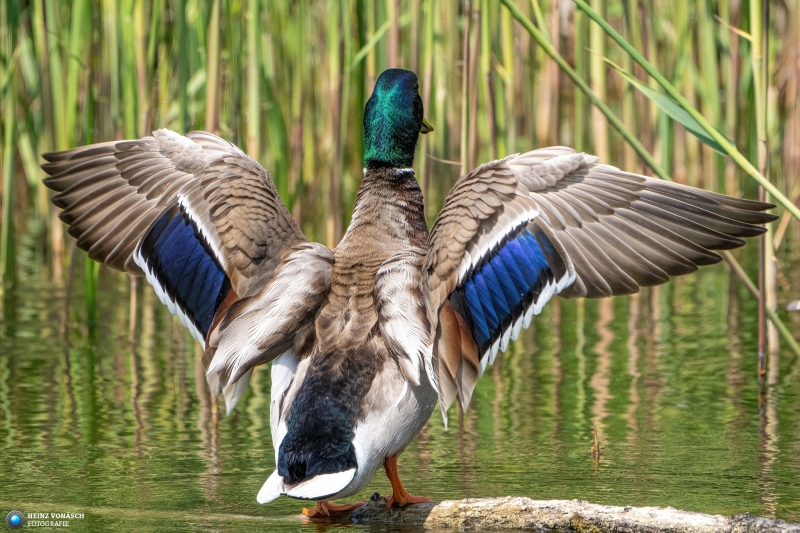 Ente Ente