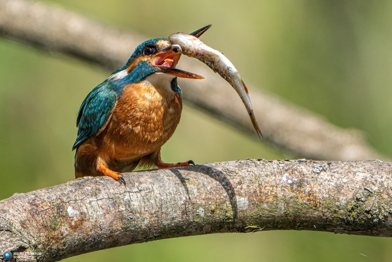 Eisvogel Eisvogel