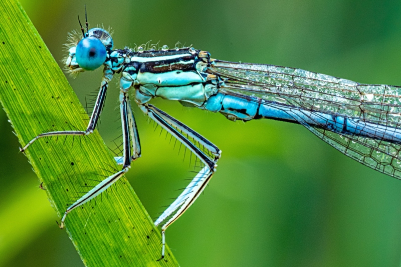 Libelle Libelle