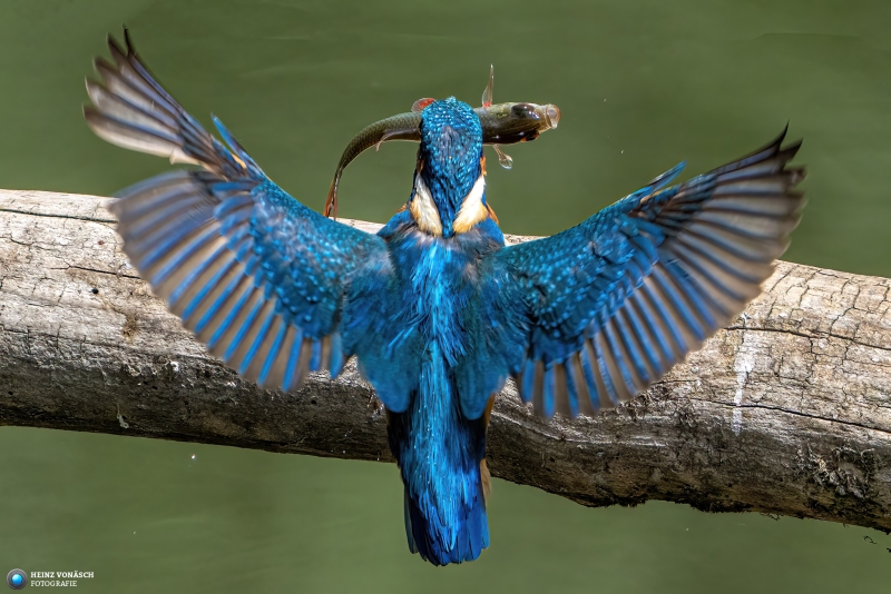Eisvogel Eisvogel