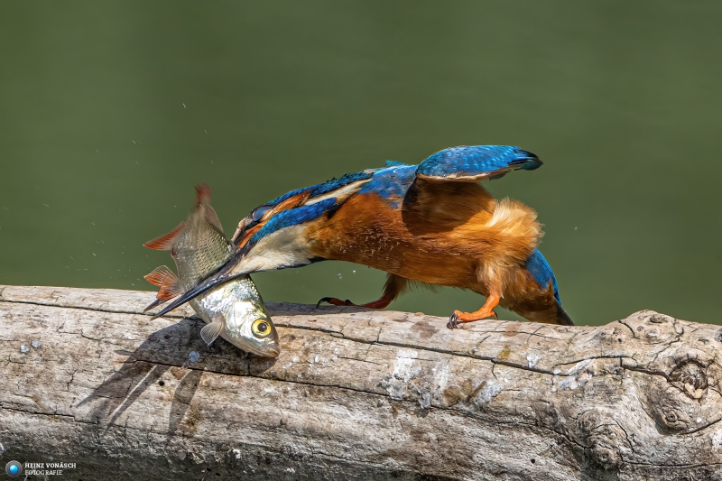Eisvogel Eisvogel