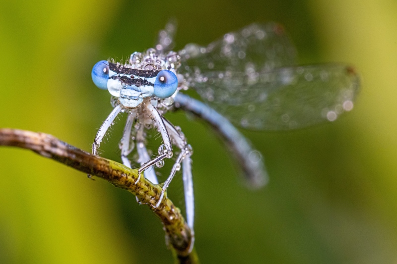 Libelle 1