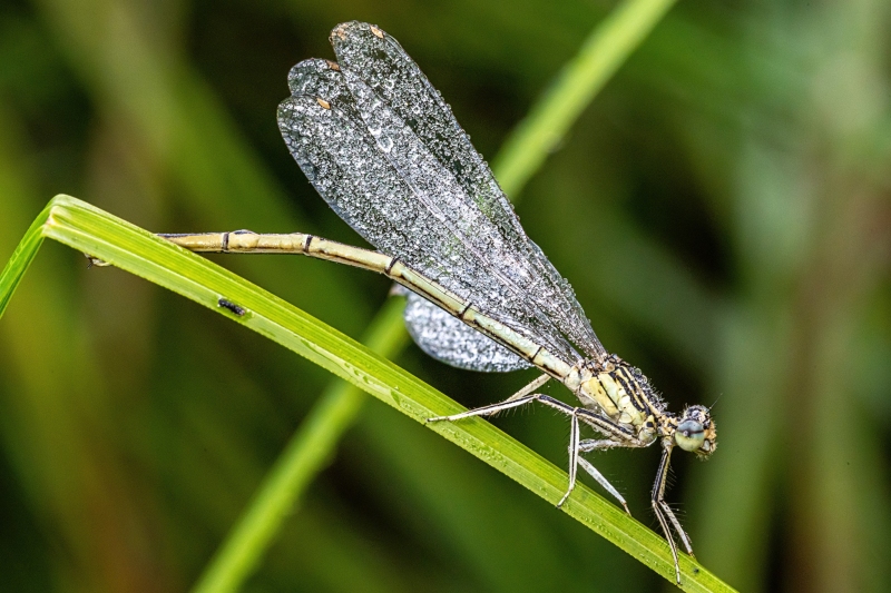 Libelle Libelle