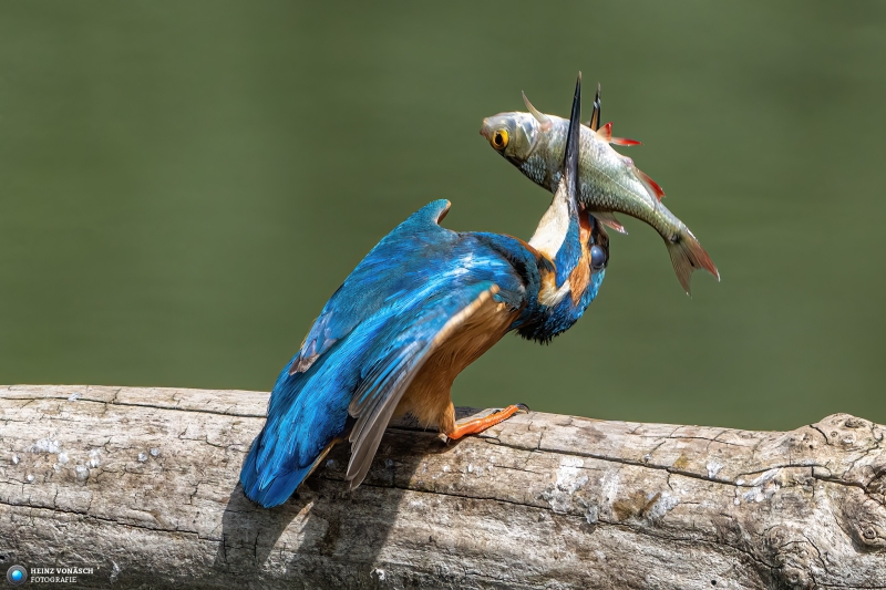 Eisvogel Eisvogel