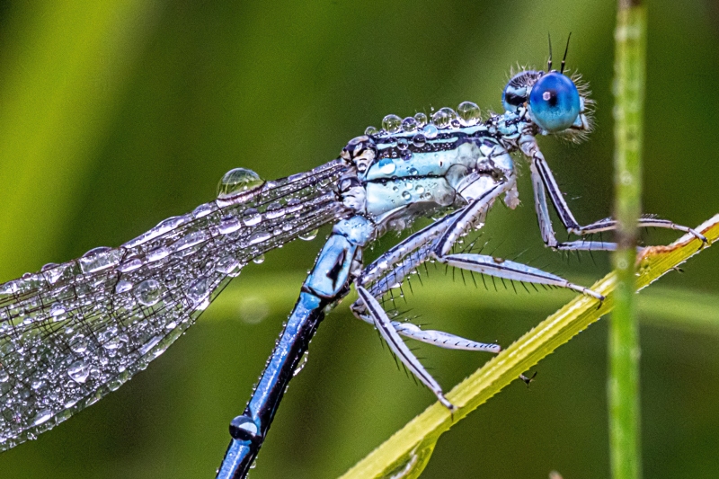 Libelle Libelle