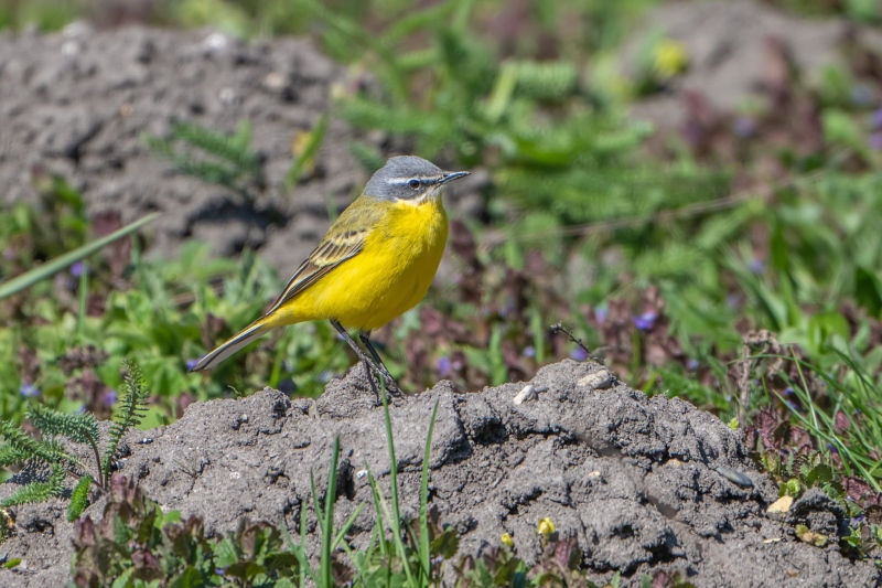 Vogel 7