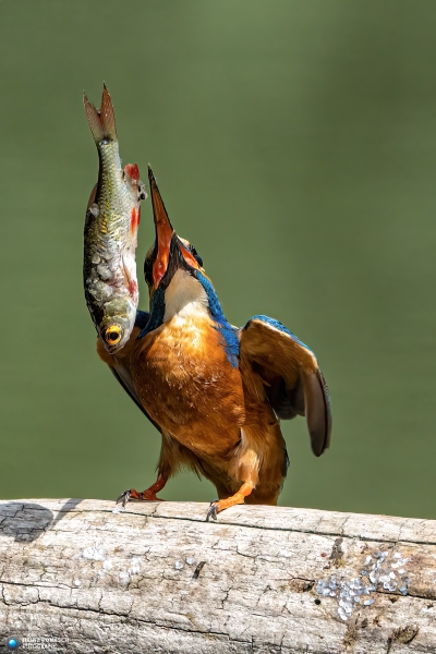Eisvogel Eisvogel