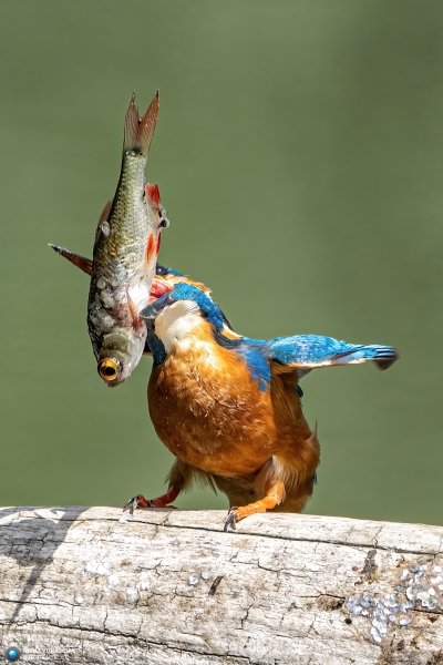 Eisvogel Eisvogel