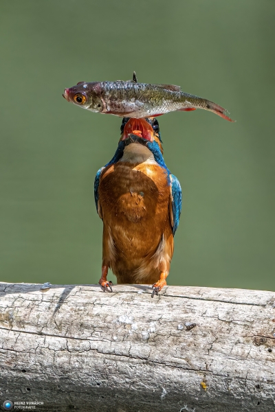 Eisvogel Eisvogel