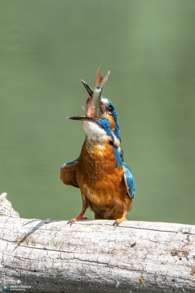 Eisvogel Eisvogel