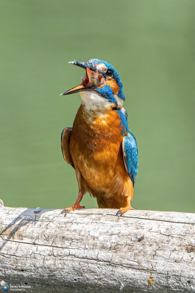 Eisvogel Eisvogel