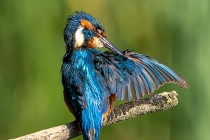 Eisvogel 19