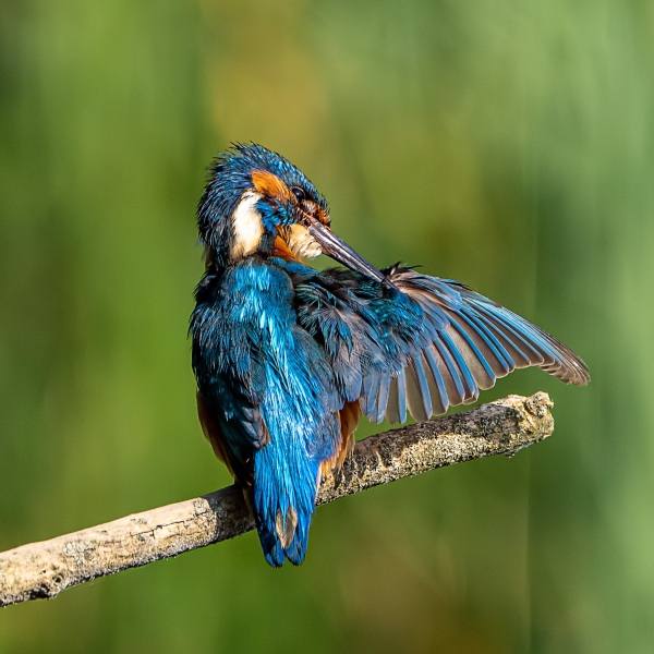 Eisvogel Eisvogel