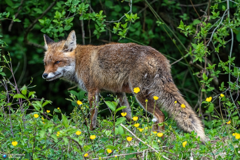 Fuchs Fuchs