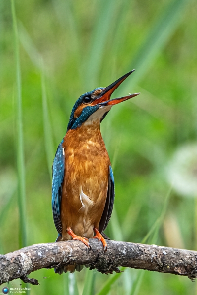 Eisvogel Eisvogel