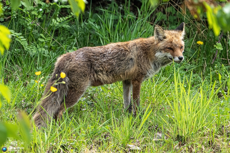 Fuchs Fuchs